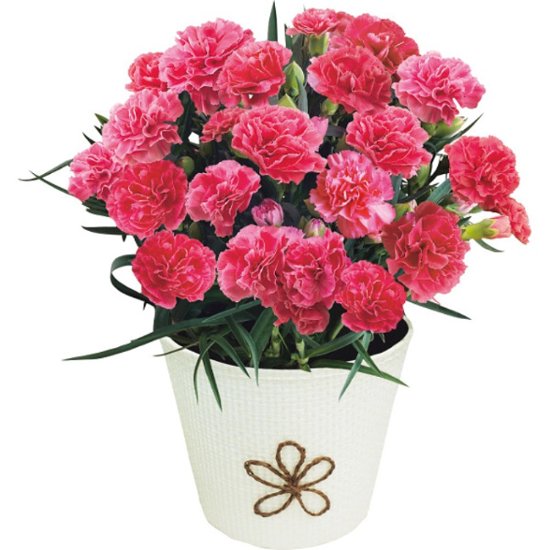 【母の日専用】長﨑堂　母の日カステーラとカーネーション鉢植え４号のセット商品のお届け期間：5.6(水)～5.10(日)。5月6日以降のご注文は「遅れてごめんね」対応となります。画像