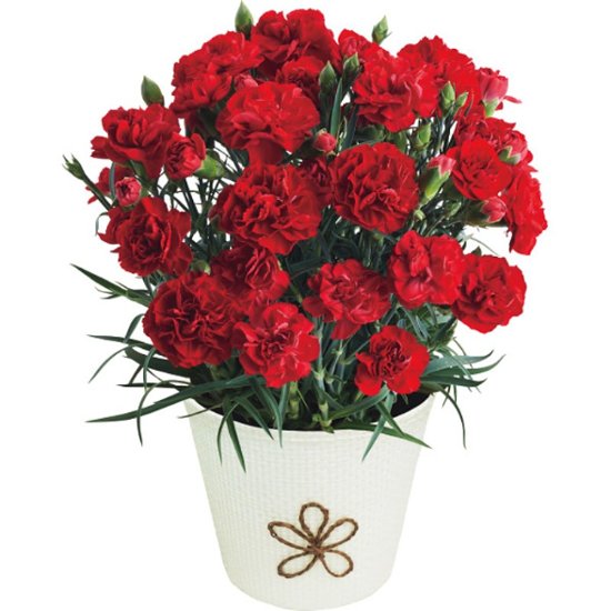 【母の日専用】アンリシャルパンティエフィナンシェとカーネーションレッド４号セット商品のお届け期間：5.6(水)～5.10(日)。5月6日以降のご注文は「遅れてごめんね」対応となります。画像