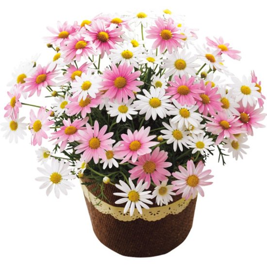 【母の日専用】マーガレット鉢植え「さくらべーる」５号商品のお届け期間：5.6(水)～5.10(日)。5月6日以降のご注文は「遅れてごめんね」対応となります。画像
