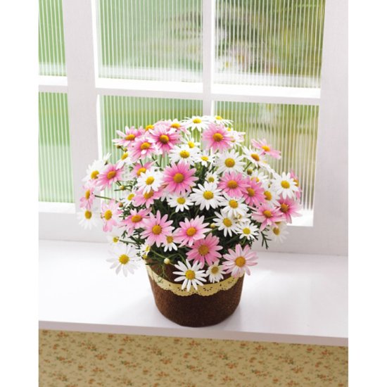 【母の日専用】マーガレット鉢植え「さくらべーる」５号商品のお届け期間：5.6(水)～5.10(日)。5月6日以降のご注文は「遅れてごめんね」対応となります。画像