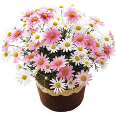 【母の日専用】山形県産さくらんぼのゼリーとマーガレット鉢植え５号のセット商品のお届け期間：5.6(水)～5.10(日)。5月6日以降のご注文は「遅れてごめんね」対応となります。の画像