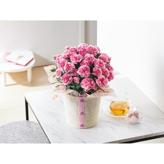 【母の日専用】カーネーション鉢植え「ティーパーティ」５号商品のお届け期間：5.6(水)～5.10(日)。5月6日以降のご注文は「遅れてごめんね」対応となります。画像