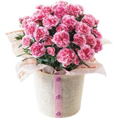 【母の日専用】瀬戸内レモンのしっとりカステラとカーネーション鉢植え５号のセット商品のお届け期間：5.6(水)～5.10(日)。5月6日以降のご注文は「遅れてごめんね」対応となります。の画像