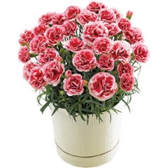 【母の日専用】カーネーション鉢植え「いちごホイップ」５号商品のお届け期間：5.6(水)～5.10(日)。5月6日以降のご注文は「遅れてごめんね」対応となります。の画像