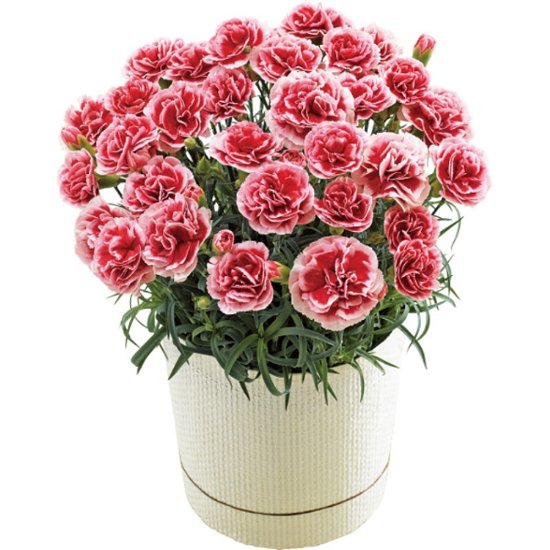 【母の日専用】カーネーション鉢植え「いちごホイップ」５号商品のお届け期間：5.6(水)～5.10(日)。5月6日以降のご注文は「遅れてごめんね」対応となります。画像