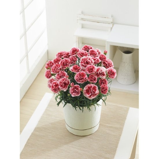 【母の日専用】カーネーション鉢植え「いちごホイップ」５号商品のお届け期間：5.6(水)～5.10(日)。5月6日以降のご注文は「遅れてごめんね」対応となります。画像