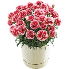 【母の日専用】苺きららとカーネーション鉢植え「いちごホイップ」５号のセット商品のお届け期間：5.6(水)～5.10(日)。5月6日以降のご注文は「遅れてごめんね」対応となります。の画像