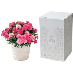 【母の日専用】ホシファーム　カーネーション鉢植え「ホットハート」５号商品のお届け期間：5.6(水)～5.10(日)。5月6日以降のご注文は「遅れてごめんね」対応となります。の画像