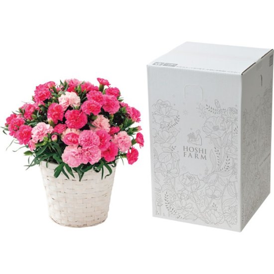 【母の日専用】ホシファーム　カーネーション鉢植え「ホットハート」５号商品のお届け期間：5.6(水)～5.10(日)。5月6日以降のご注文は「遅れてごめんね」対応となります。画像