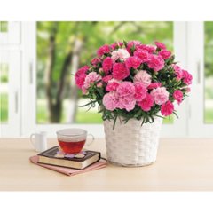 【母の日専用】ホシファーム　カーネーション鉢植え「ホットハート」５号商品のお届け期間：5.6(水)～5.10(日)。5月6日以降のご注文は「遅れてごめんね」対応となります。画像