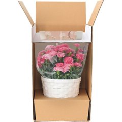 【母の日専用】ホシファーム　カーネーション鉢植え「ホットハート」５号＆徳島なると金時のどら焼き商品のお届け期間：5.6(水)～5.10(日)。5月6日以降のご注文は「遅れてごめんね」対応となります。画像