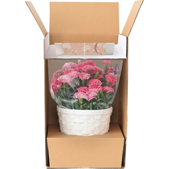 【母の日専用】ホシファーム　カーネーション鉢植え「ホットハート」５号＆徳島なると金時のどら焼き商品のお届け期間：5.6(水)～5.10(日)。5月6日以降のご注文は「遅れてごめんね」対応となります。画像