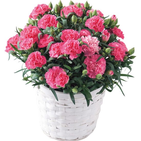 【母の日専用】ホシファーム　カーネーション鉢植え「ホットハート」５号＆徳島なると金時のどら焼き商品のお届け期間：5.6(水)～5.10(日)。5月6日以降のご注文は「遅れてごめんね」対応となります。画像