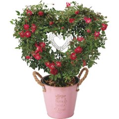 【母の日専用】つるバラ　プリティーハートリング商品のお届け期間：5.6(水)～5.10(日)。5月6日以降のご注文は「遅れてごめんね」対応となります。の画像