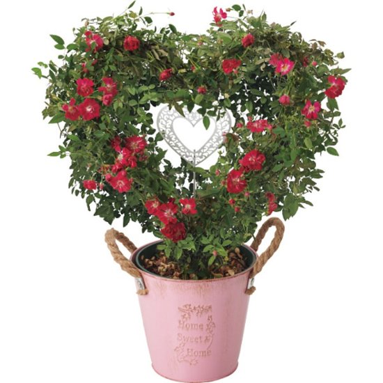 【母の日専用】つるバラ　プリティーハートリング商品のお届け期間：5.6(水)～5.10(日)。5月6日以降のご注文は「遅れてごめんね」対応となります。画像