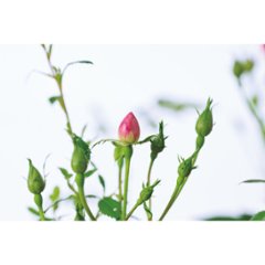 【母の日専用】つるバラ　プリティーハートリング商品のお届け期間：5.6(水)～5.10(日)。5月6日以降のご注文は「遅れてごめんね」対応となります。画像