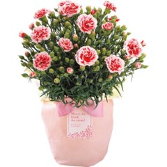 【母の日専用】カーネーション鉢植え「いちごホイップ」５号商品のお届け期間：5.6(水)～5.10(日)。5月6日以降のご注文は「遅れてごめんね」対応となります。の画像