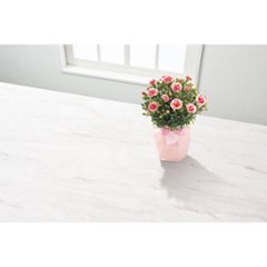 【母の日専用】カーネーション鉢植え「いちごホイップ」５号商品のお届け期間：5.6(水)～5.10(日)。5月6日以降のご注文は「遅れてごめんね」対応となります。画像