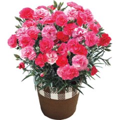 【母の日専用】カーネーション鉢植え「さくらもなか」５号商品のお届け期間：5.6(水)～5.10(日)。5月6日以降のご注文は「遅れてごめんね」対応となります。の画像