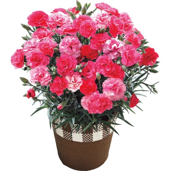 【母の日専用】カーネーション鉢植え「さくらもなか」５号商品のお届け期間：5.6(水)～5.10(日)。5月6日以降のご注文は「遅れてごめんね」対応となります。画像