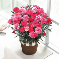 【母の日専用】カーネーション鉢植え「さくらもなか」５号商品のお届け期間：5.6(水)～5.10(日)。5月6日以降のご注文は「遅れてごめんね」対応となります。画像