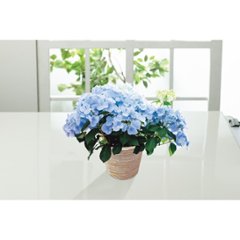 【母の日専用】アジサイ　ラグランジア　クリスタルヴェール２商品のお届け期間：5.6(水)～5.10(日)。5月6日以降のご注文は「遅れてごめんね」対応となります。の画像