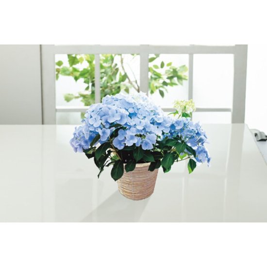 【母の日専用】アジサイ　ラグランジア　クリスタルヴェール２商品のお届け期間：5.6(水)～5.10(日)。5月6日以降のご注文は「遅れてごめんね」対応となります。画像