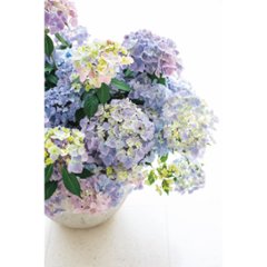 【母の日専用】アジサイ　ラグランジア　クリスタルヴェール２商品のお届け期間：5.6(水)～5.10(日)。5月6日以降のご注文は「遅れてごめんね」対応となります。画像