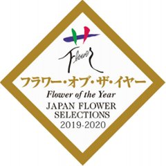 【母の日専用】アジサイ　ラグランジア　ブライダルシャワー商品のお届け期間：5.6(水)～5.10(日)。5月6日以降のご注文は「遅れてごめんね」対応となります。の画像