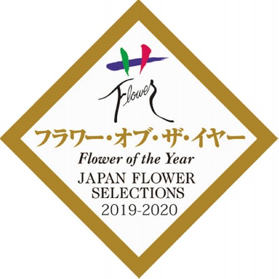 【母の日専用】アジサイ　ラグランジア　ブライダルシャワー商品のお届け期間：5.6(水)～5.10(日)。5月6日以降のご注文は「遅れてごめんね」対応となります。画像