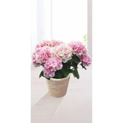 【母の日専用】アジサイ鉢植え　コットンキャンディ商品のお届け期間：5.6(水)～5.10(日)。5月6日以降のご注文は「遅れてごめんね」対応となります。の画像