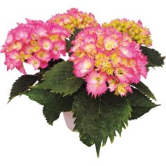 【母の日専用】アジサイ鉢植え　星なでしこ商品のお届け期間：5.6(水)～5.10(日)。5月6日以降のご注文は「遅れてごめんね」対応となります。の画像