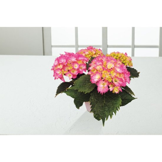 【母の日専用】アジサイ鉢植え　星なでしこ商品のお届け期間：5.6(水)～5.10(日)。5月6日以降のご注文は「遅れてごめんね」対応となります。画像