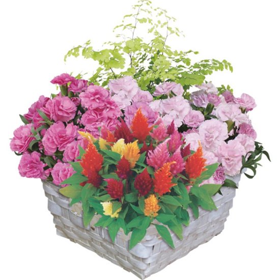 【母の日専用】マザーズバスケット商品のお届け期間：5.6(水)～5.10(日)。5月6日以降のご注文は「遅れてごめんね」対応となります。画像