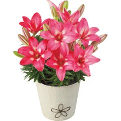 【母の日専用】ユリ鉢植え　ロザリン商品のお届け期間：5.6(水)～5.10(日)。5月6日以降のご注文は「遅れてごめんね」対応となります。の画像