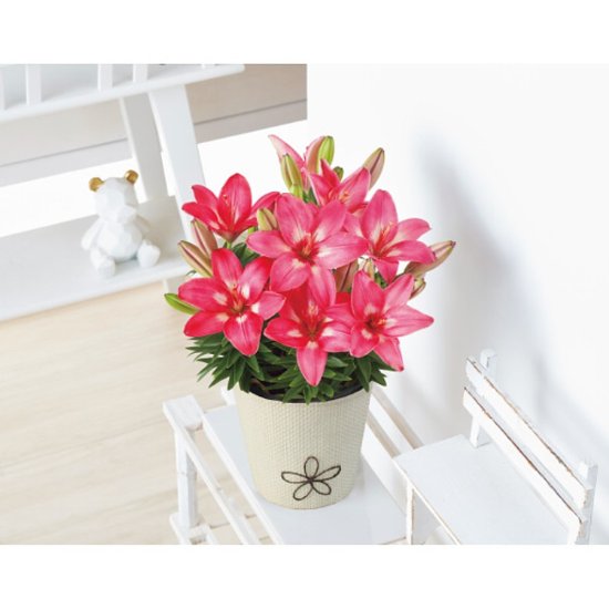【母の日専用】ユリ鉢植え　ロザリン商品のお届け期間：5.6(水)～5.10(日)。5月6日以降のご注文は「遅れてごめんね」対応となります。画像