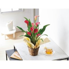 【母の日専用】カラー鉢植え　チェリーソルベ商品のお届け期間：5.6(水)～5.10(日)。5月6日以降のご注文は「遅れてごめんね」対応となります。の画像