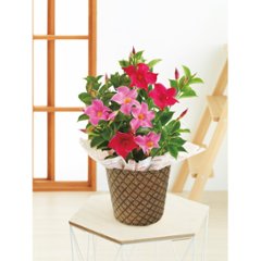 【母の日専用】マンデビラ鉢植え　リップギャル２色植え商品のお届け期間：5.6(水)～5.10(日)。5月6日以降のご注文は「遅れてごめんね」対応となります。の画像