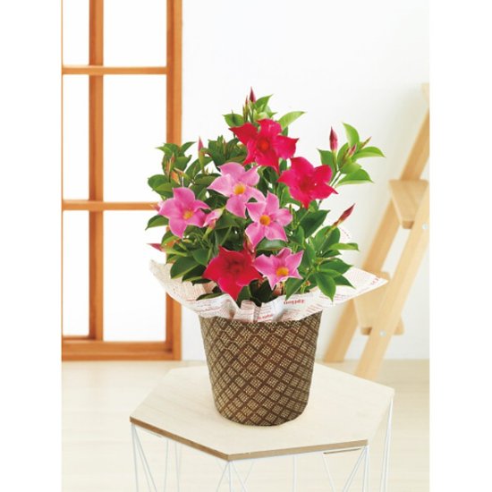 【母の日専用】マンデビラ鉢植え　リップギャル２色植え商品のお届け期間：5.6(水)～5.10(日)。5月6日以降のご注文は「遅れてごめんね」対応となります。画像