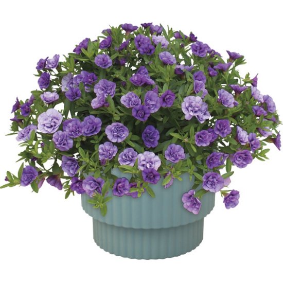 【母の日専用】スーパーベル ダブルブルー商品のお届け期間：5.6(水)～5.10(日)。5月6日以降のご注文は「遅れてごめんね」対応となります。画像