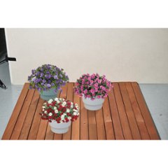 【母の日専用】スーパーベル ダブルブルー商品のお届け期間：5.6(水)～5.10(日)。5月6日以降のご注文は「遅れてごめんね」対応となります。画像