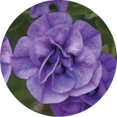 【母の日専用】スーパーベル ダブルブルー商品のお届け期間：5.6(水)～5.10(日)。5月6日以降のご注文は「遅れてごめんね」対応となります。画像