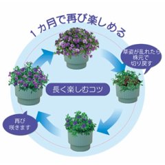 【母の日専用】スーパーベル ダブルブルー商品のお届け期間：5.6(水)～5.10(日)。5月6日以降のご注文は「遅れてごめんね」対応となります。画像