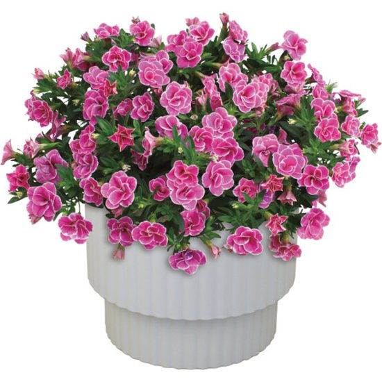 【母の日専用】スーパーベル ダブルピンク商品のお届け期間：5.6(水)～5.10(日)。5月6日以降のご注文は「遅れてごめんね」対応となります。画像