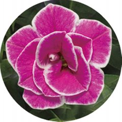 【母の日専用】スーパーベル ダブルピンク商品のお届け期間：5.6(水)～5.10(日)。5月6日以降のご注文は「遅れてごめんね」対応となります。画像