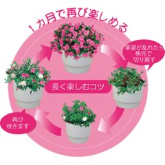 【母の日専用】スーパーベル ダブルピンク商品のお届け期間：5.6(水)～5.10(日)。5月6日以降のご注文は「遅れてごめんね」対応となります。画像