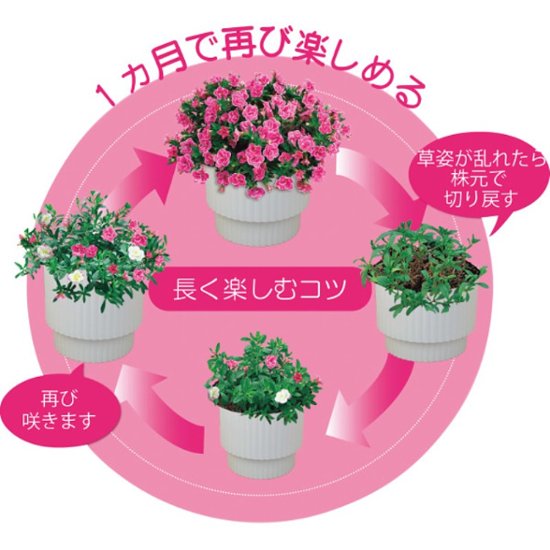 【母の日専用】スーパーベル ダブルピンク商品のお届け期間：5.6(水)～5.10(日)。5月6日以降のご注文は「遅れてごめんね」対応となります。画像