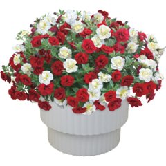 【母の日専用】スーパーベル ダブルレッド＆ホワイト商品のお届け期間：5.6(水)～5.10(日)。5月6日以降のご注文は「遅れてごめんね」対応となります。の画像