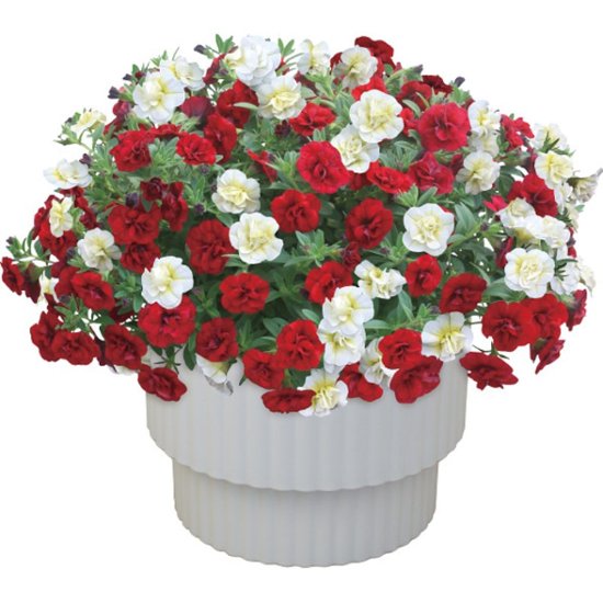 【母の日専用】スーパーベル ダブルレッド＆ホワイト商品のお届け期間：5.6(水)～5.10(日)。5月6日以降のご注文は「遅れてごめんね」対応となります。画像