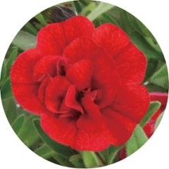 【母の日専用】スーパーベル ダブルレッド＆ホワイト商品のお届け期間：5.6(水)～5.10(日)。5月6日以降のご注文は「遅れてごめんね」対応となります。画像